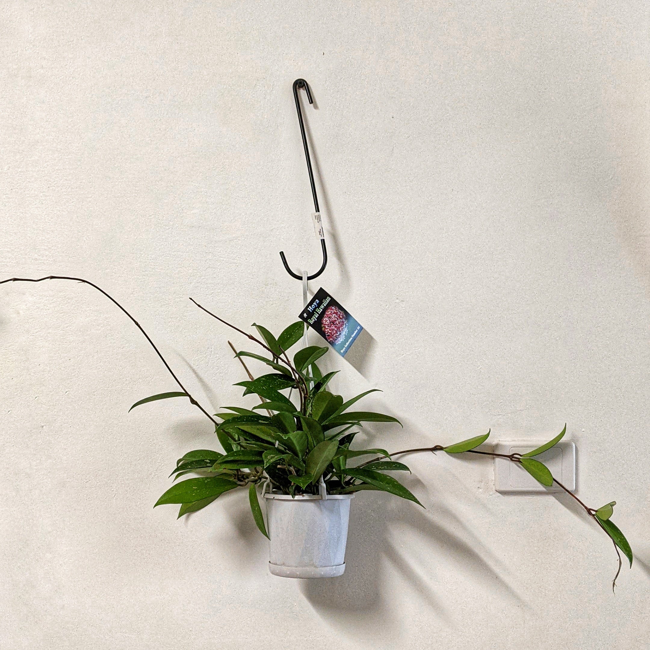 Hoya Royal Hawaiian - 13cm pot